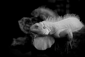 結婚詐欺とはどんなものか、実際の事例を交えて解説しますか？