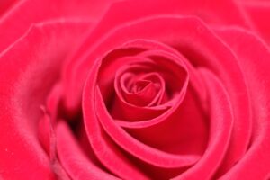 恋愛詐欺に遭った場合、弁護士に依頼する際の費用はどのくらい？